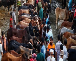 বিশ্বনাথে জমে উঠেছে কুরবানীর পশুর হাট